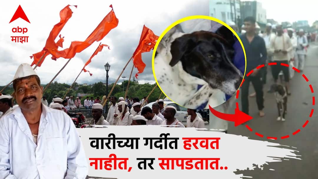 Lost dog in Pandharpur wari but returns home after traveling 250 km, dog owner kumbhar said, Baa Vitthala showed the way at home पंढरीच्या वारीत चुकला कुत्रा, 250 किमी प्रवास करुन घरी परतला; कुंभार म्हणाले, बा विठ्ठलानेच मार्ग दाखवला