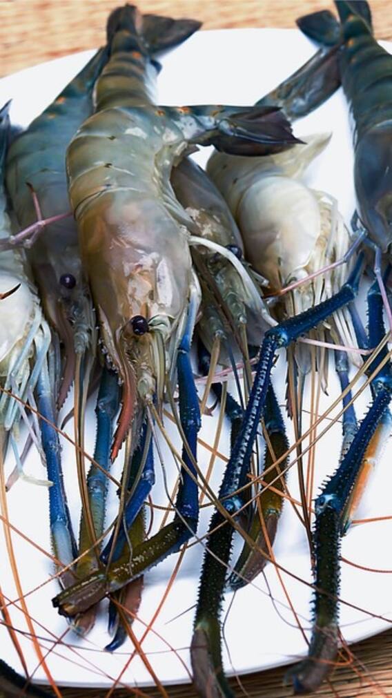 झींगा पालन के दौरान ध्यान रखें ये खास बातें