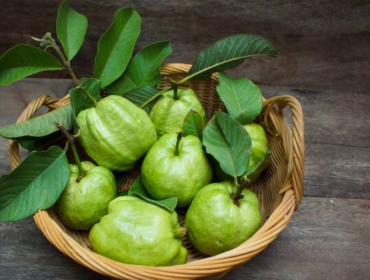 ਸ਼ੂਗਰ ਦੇ ਮਰੀਜ਼: ਸ਼ੂਗਰ ਦੇ ਮਰੀਜ਼ਾਂ ਨੂੰ ਆਪਣੀ ਖੁਰਾਕ ਵਿੱਚ ਅਮਰੂਦ ਨੂੰ ਸ਼ਾਮਲ ਕਰਨ ਤੋਂ ਪਹਿਲਾਂ ਡਾਕਟਰ ਦੀ ਸਲਾਹ ਲੈਣੀ ਚਾਹੀਦੀ ਹੈ।  ਐਲਰਜੀ ਦੇ ਮਰੀਜ਼ : ਜਿਨ੍ਹਾਂ ਲੋਕਾਂ ਨੂੰ ਅਮਰੂਦ ਤੋਂ ਐਲਰਜੀ ਹੈ, ਉਨ੍ਹਾਂ ਨੂੰ ਇਸ ਤੋਂ ਬਚਣਾ ਚਾਹੀਦਾ ਹੈ।