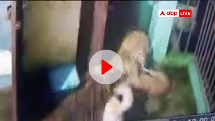 Leopard entered a home in Nainital three dogs attack on him Uttarakhand watch viral video नैनीताल: कुत्तों के सामने भीगी बिल्ली बना जंगल का राजा, जान बचाकर उलटे पैर भागा