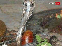 Nag Panchami 2024: नाग पंचमी पर कालसर्प योग से पीड़ित व्यक्ति करें ये उपाय