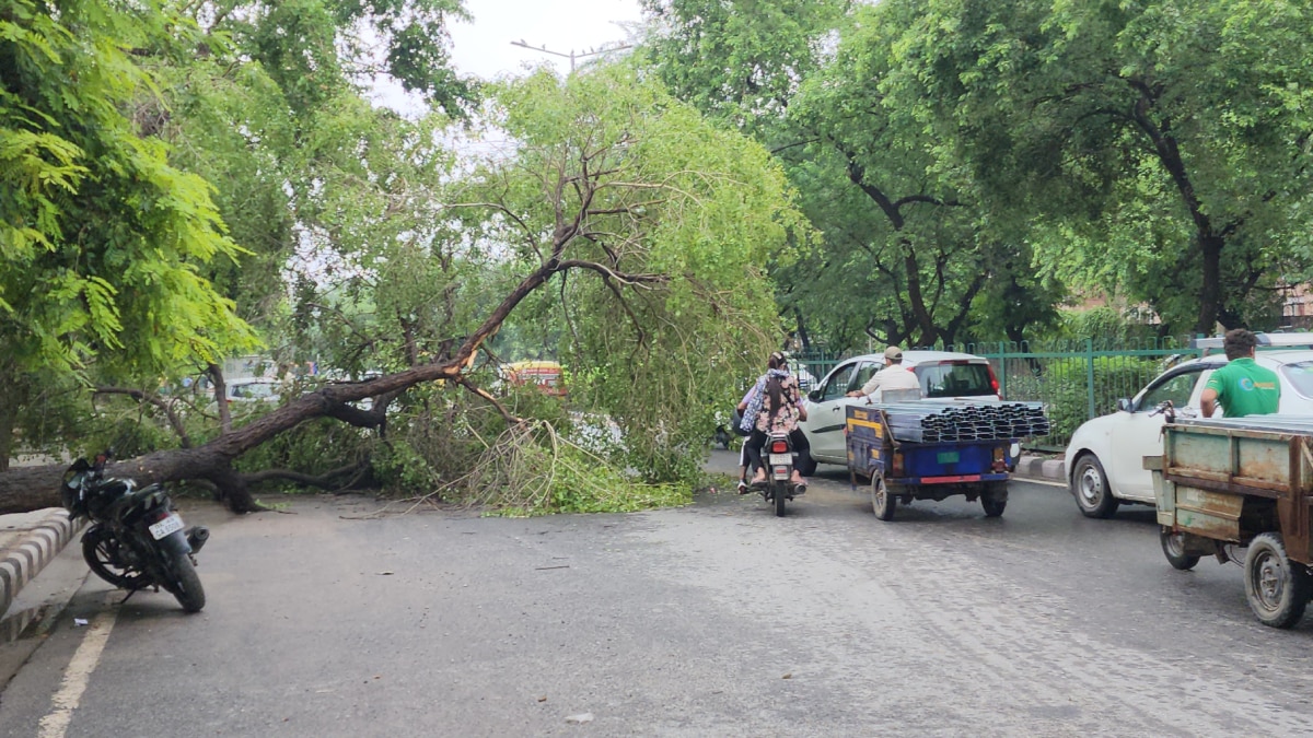 Delhi Rains: दिल्ली के लिए आफत बनी बारिश, वाहनों की रफ्तार पर लगा ब्रेक तो कई जगह गिरे पेड़