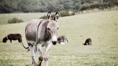 गधे और खच्चर में क्या फर्क, चीन में सबसे ज्यादा किसकी डिमांड