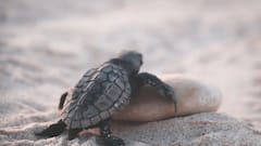 इस जानवर के बच्चे अंडे के अंदर से ही बोलते, रिसर्च में आई हैरान करने वाली वजह