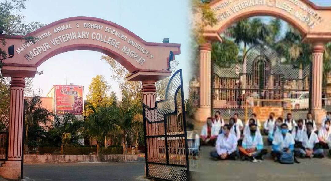 राज्यभरातील सहा पशुवैद्यकीय महाविद्यालयातील हजारो विद्यार्थी बेमुदत संपावर; पशुचिकित्सालयांची सेवा पूर्णपणे ठप्प, नेमकं कारण काय? nagpur Thousands of students in six veterinary colleges across the state on indefinite strike The services of veterinary hospitals are completely stopped maharashtra marathi news राज्यभरातील सहा पशुवैद्यकीय महाविद्यालयातील हजारो विद्यार्थी बेमुदत संपावर; पशुचिकित्सालयांची सेवा पूर्णपणे ठप्प, नेमकं कारण काय?