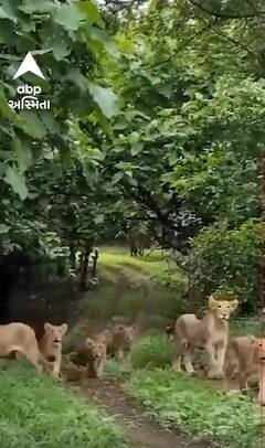 Baby Lion News | Junagadh | એક સાથે 7 બાળસિંહ નીકળ્યા લટાર મારવા, જુઓ ક્યુટ વીડિયો