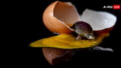 इस जानवर के बच्चे अंडे के अंदर से ही बोलते, रिसर्च में आई हैरान करने वाली वजह