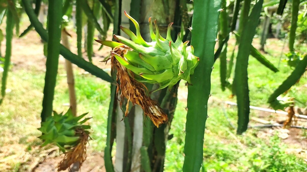 Dragon Fruit Cultivation: மயிலாடுதுறை வயலில் டிராகன் - சாதித்து காட்டிய விவசாயி!