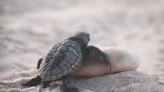 આ પ્રાણીના બાળકો જયારે ઈંડામાં હોય છે ત્યારેજ બોલવાનું શરૂ કરી દે છે, રિસર્ચમાં જાણવા મળ્યું ચોંકાવનારું કારણ