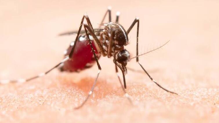 24 new dengue patients found in Bihar Dr. Manoj Kumar Sinha told preventive measures Dengue in Bihar: बिहार में हैं तो डेंगू से हो जाएं सावधान! राज्य में मिले 24 नए मरीज, जानें बचाव के उपाय