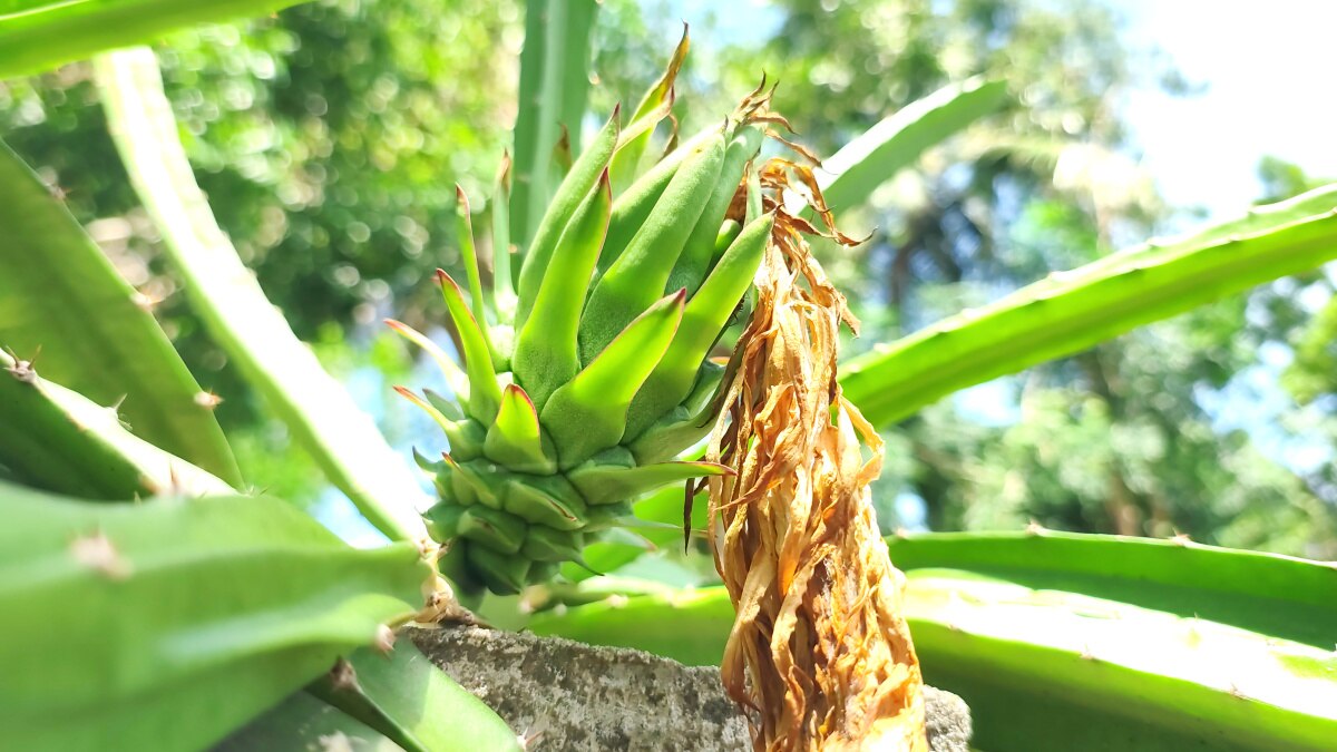 Dragon Fruit Cultivation: மயிலாடுதுறை வயலில் டிராகன் - சாதித்து காட்டிய விவசாயி!