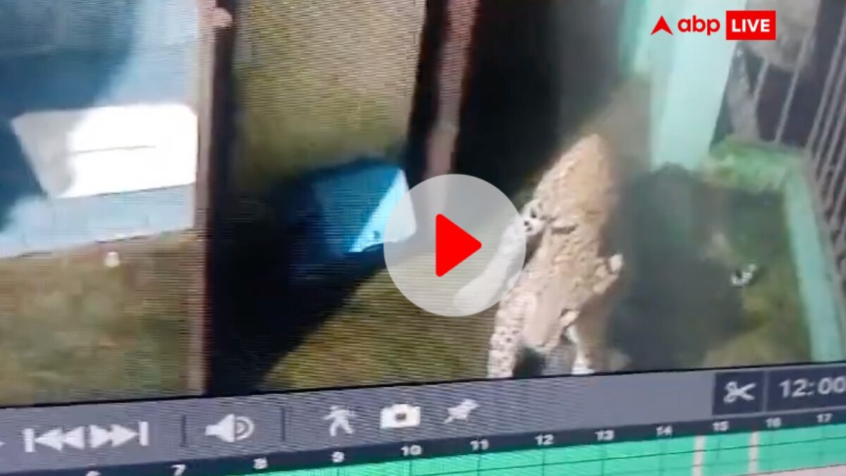 Nainital News: घर में घुसे गुलदार को कुत्तों ने खदेड़ा, CCTV में कैद हुआ दोनों का संघर्ष, Video Viral