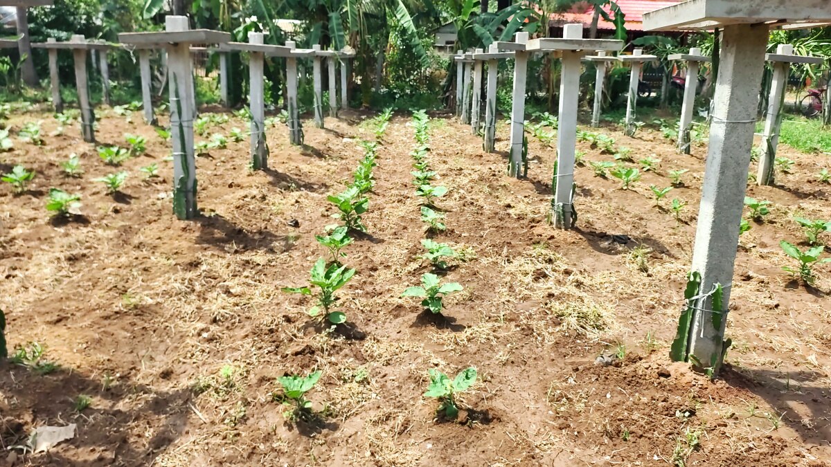 Dragon Fruit Cultivation: மயிலாடுதுறை வயலில் டிராகன் - சாதித்து காட்டிய விவசாயி!