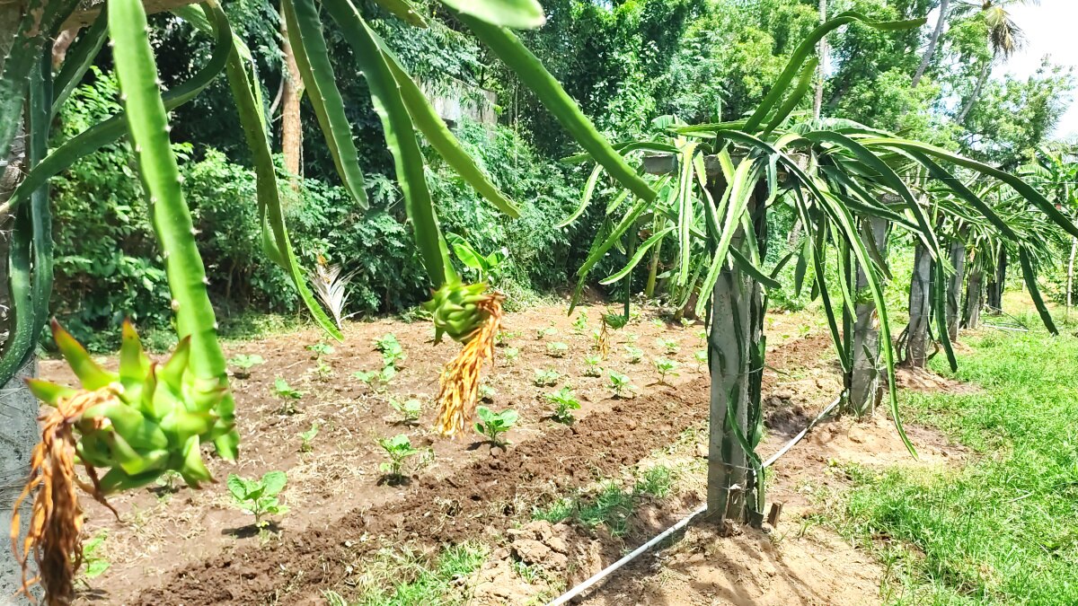 Dragon Fruit Cultivation: மயிலாடுதுறை வயலில் டிராகன் - சாதித்து காட்டிய விவசாயி!