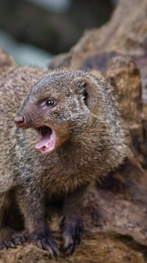 क्यों जहरीले सांप लड़ाई में खा जाता है नेवले से मात