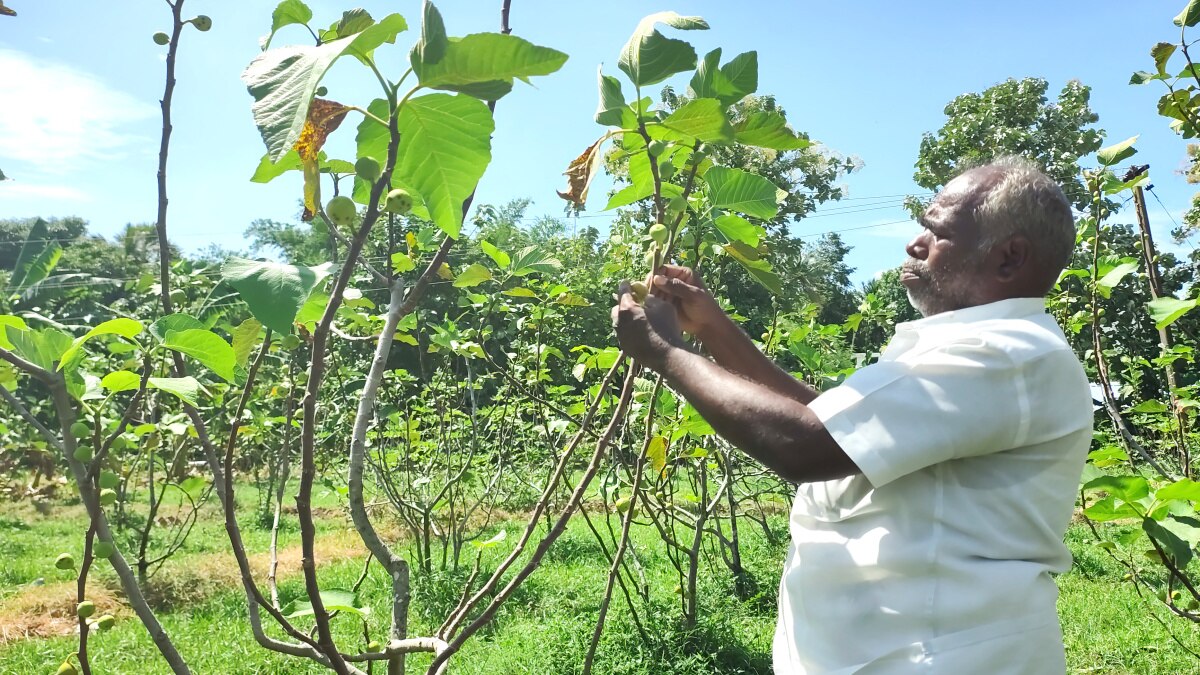 Dragon Fruit Cultivation: மயிலாடுதுறை வயலில் டிராகன் - சாதித்து காட்டிய விவசாயி!