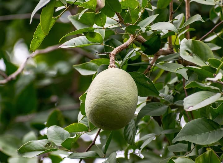 बेल बेल ही अशी वनस्पति आहे ज्याचे फळ हे आरोग्यासाठी वापरले जाते तर त्याच्या पानांचा वापर हा धार्मिक कार्यासाठी आणि सोंदर्यप्रसाधनासाठी वापर केला जातो. याचे झाड असून ते कोठेही पहायल मिळते.