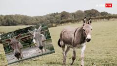 गधे और खच्चर में क्या फर्क, चीन में सबसे ज्यादा किसकी डिमांड