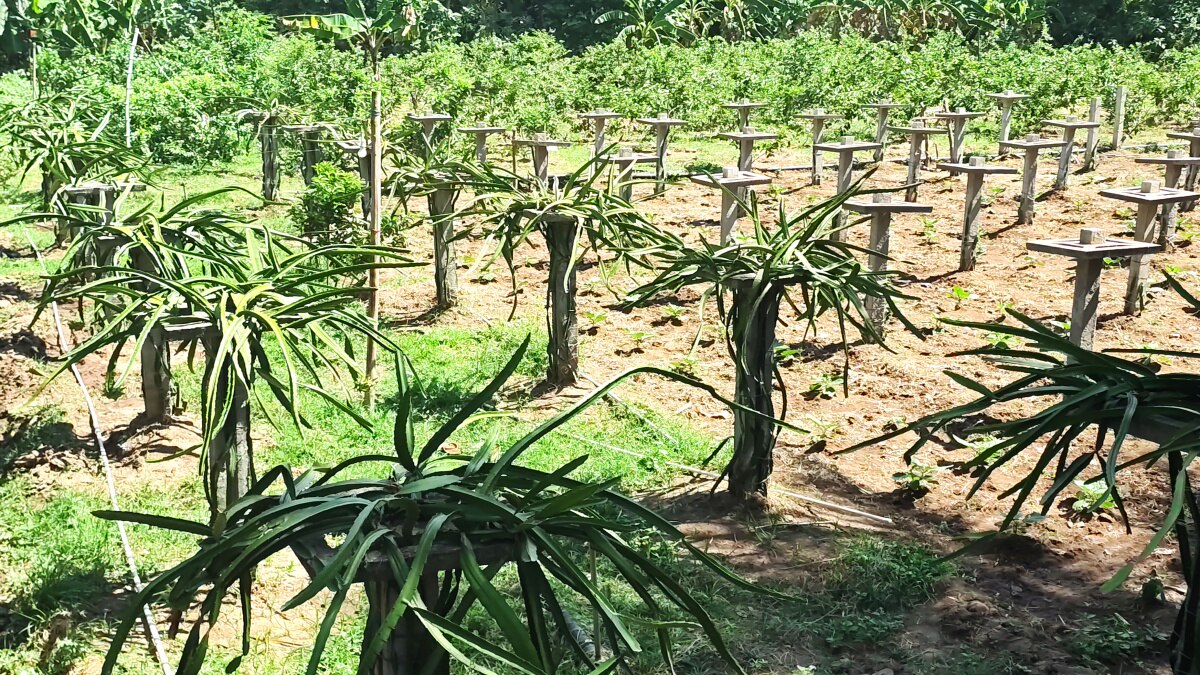 Dragon Fruit Cultivation: மயிலாடுதுறை வயலில் டிராகன் - சாதித்து காட்டிய விவசாயி!