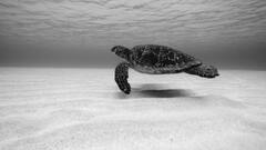 इस जानवर के बच्चे अंडे के अंदर से ही बोलते, रिसर्च में आई हैरान करने वाली वजह