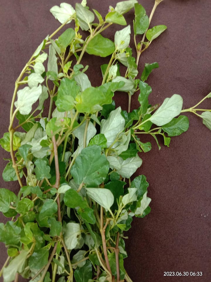 पुनर्नव  पुनर्नव ही एक लोप पावत जाणारी परंतु अतिशय गुणकारी अशी औषधी वनस्पती  आहे. ही वनस्पती अनेक दुर्धर आजारांवर मात करण्यास मदत करते. या वनस्पतीचा वापर विविध मसाला बनण्यासाठीही केला जातो. ही वनस्पती प्रामुख्याने भारताच्या ईशान्य राज्यांमध्ये आढळतो.