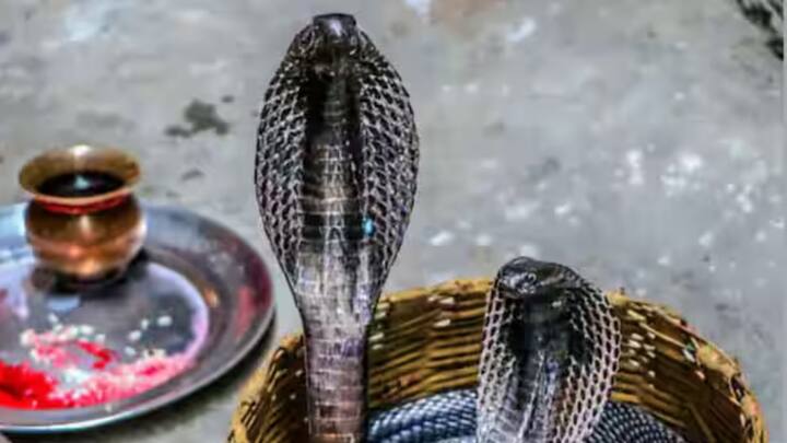 নাগ দেবতার পুজোর জন্য আপনি যদি কোনও কারণে মন্দির না যেতে পারেন তাহলে বাড়িতেই পুজোর আয়োজন করতে পারেন।(ছবি সৌজন্য- পিটিআই)