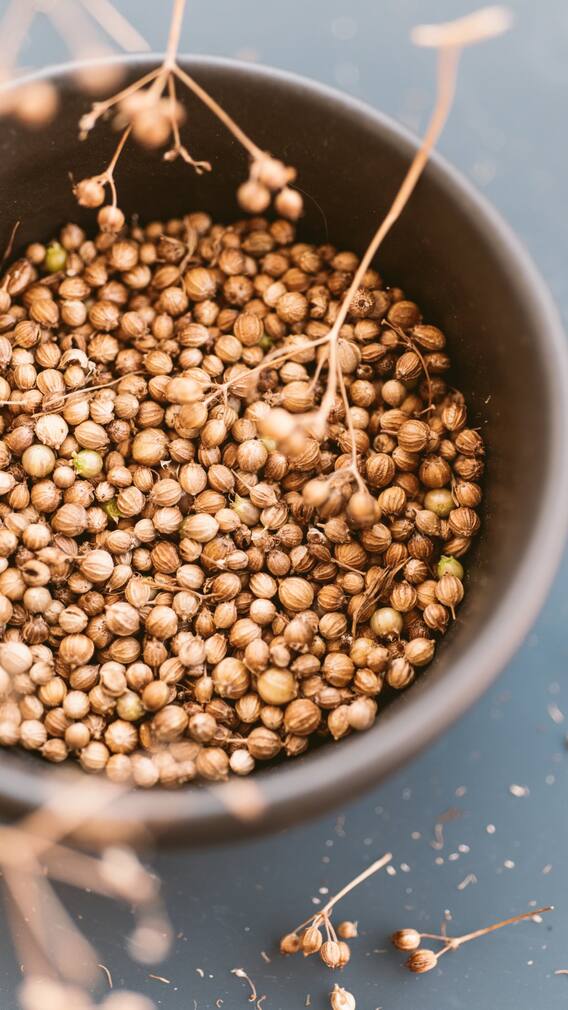 ఉదయాన్నే ధనియాలను ఇలా తీసుకుంటే ఈజీగా బరువు తగ్గుతారట