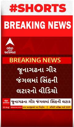 Junagadh | સાત બાળસિંહની લટારનો ક્યુટ વીડિયો થયો વાયરલ Watch Video