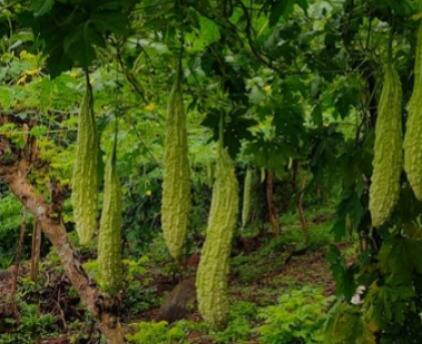 கசப்பு சுவை உடலில் தேவையற்ற கிருமியை அழிக்க உதவும், நோய் எதிர்ப்பு சக்தியை அதிகரிக்குமாம்.