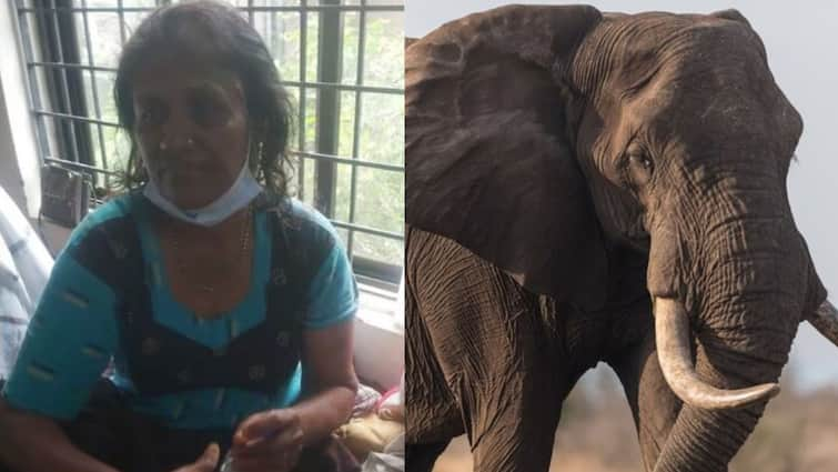 elephant stood next to a woman grandchild escaping tragedy Kerala Tragedy: వయనాడ్ విలయంలో ఆసక్తికర ఘటన, ప్రాణాలు కాపాడిన గజరాజు - రాత్రంతా బాధితులకు అండగా కాపలా