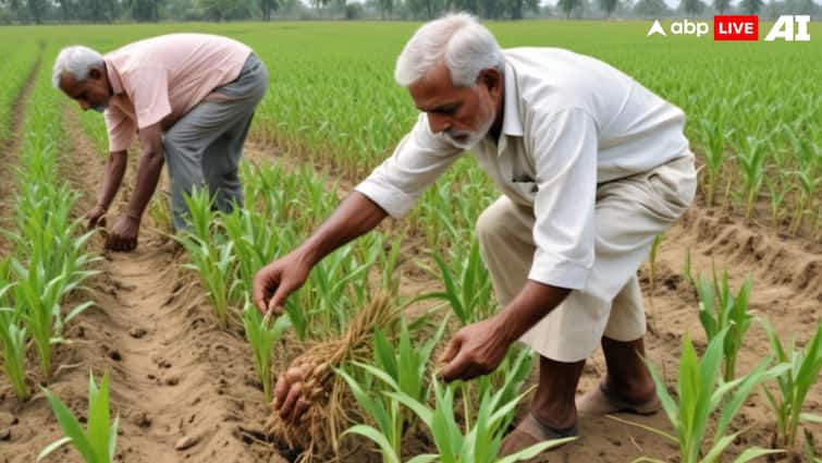 Agriculture Minister Big Announcement Farmers will get fertilizers at cheap prices high quality seeds will be available soon Shivraj Singh Chauhan कृषि मंत्री का बड़ा एलान! किसानों को सस्ती कीमतों पर मिलता रहेगा उर्वरक, जल्द ही मिलेंगे उन्नत किस्म के बीज