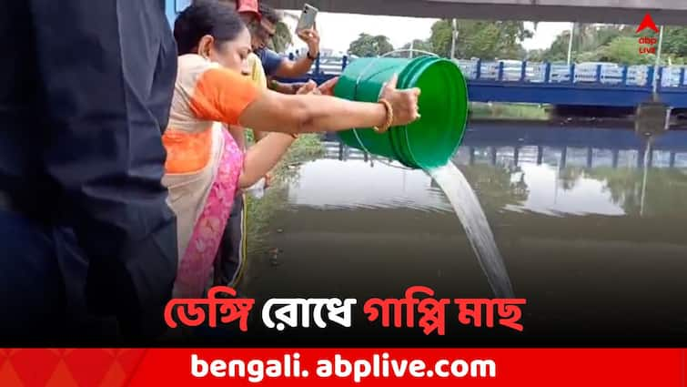 Bidhan Nagar Municipality releases Guppy fish in Kestopur Khal for dengue prevention Bidhan Nagar News: ডেঙ্গি রোধে আগাম ব্যবস্থা, কেষ্টপুর খালে গাপ্পি মাছ ছাড়ল বিধাননগর পুরসভা