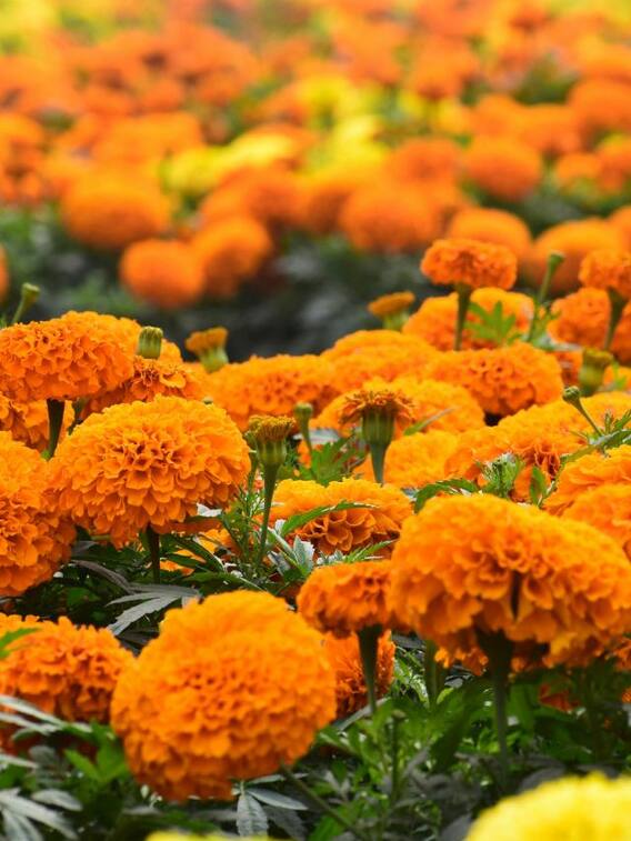 गेंद का फूल  किस मौसम में खिलता है?