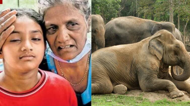 kerala Wayanad landslide survivor credits wild elephant with saving her family during night of chaos Wayanad landslide: வயநாட்டில் காவல் தெய்வமாக வந்த யானை..! 2 பேரின் உயிரை காப்பாற்றிய நெகிழ்ச்சி சம்பவம்