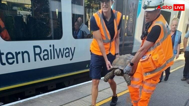 Train got delayed due to turtle coming on railway track Goes viral घर से भागकर रेलवे ट्रैक पर आ गया कछुआ और रोक दी ट्रेनों की रफ्तार, जानें फिर क्या हुआ?