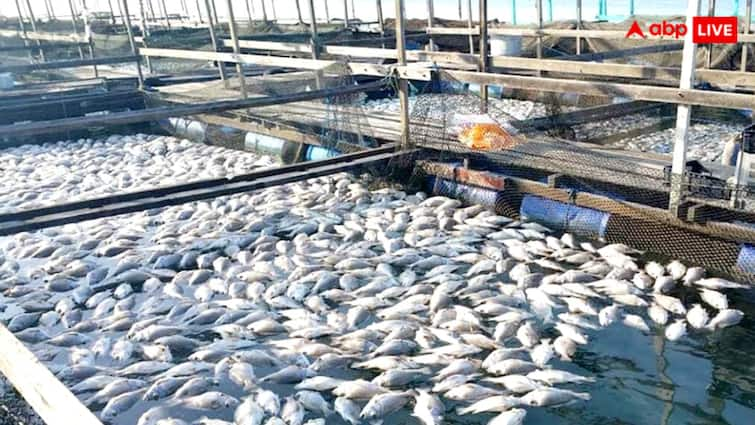 Animal Husbandry Important points for fish farming Read full article मछली पालन के वक्त इन बातों का रखें खास ख्याल, ज्यादा होगा मुनाफा