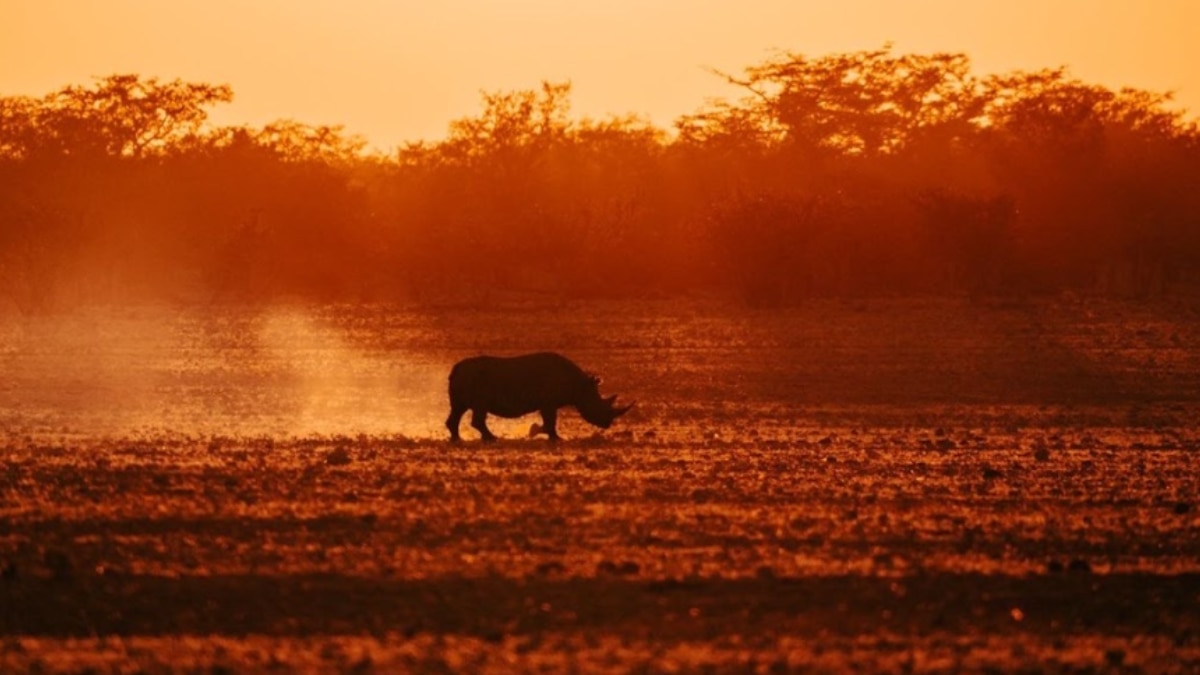 8 Safari Destinations In Africa