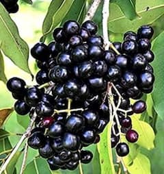 ਸ਼ੂਗਰ ਲੈਵਲ ਤੋਂ ਭਾਰ ਘਟਾਉਣ ਤੱਕ ਇਹ ਫਲ ਵਰਦਾਨ, ਸਿਰਫ ਬਰਸਾਤ ਦੇ ਮੌਸਮ 'ਚ ਮਿਲਦਾ