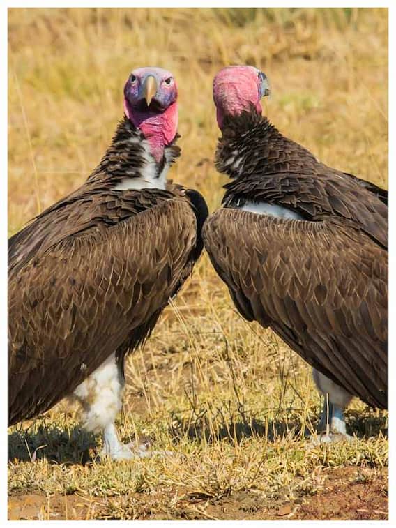 कितने मिनट में पूरे जानवर को खा लेते हैं गिद्ध