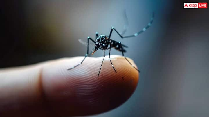 Dengue: बरसात आते ही गर्मी से राहत तो जरूर मिल जाती है लेकिन डेंगू का प्रकोप बढ़ जाता है. जैसा कि आपको पता है एडीज मच्छर के काटने से डेंगू फैलता है. आइए जानें डेंगू की बीमारी कितनी जानलेवा है?