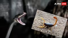 General Knowledge: વીંછી અને સાપમાં કોનું ઝેર છે વધુ ખતરનાક, કોના ઝેરથી વ્યક્તિનું તાત્કાલિક થઈ શકે છે મૃત્યુ?