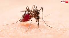 Dengue: कितना खतरनाक है डेंगू बुखार, क्या डेंगू की बीमारी से इंसान की जान जा सकती है?