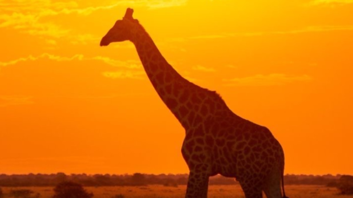 8 Safari Destinations In Africa