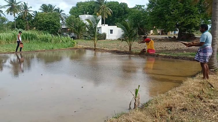 Farmers  plant seedlings  aadi pattam good yield dharmapuri ஆடி பட்டம் தேடி விதை.. ஆடிப்பெருக்கு தினத்தில் நெல் நாற்று விடும் விவசாயிகள்