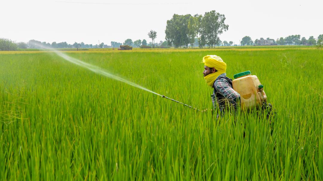ਪੰਜਾਬ ਸਰਕਾਰ ਨੇ 11 ਕੀਟਨਾਸ਼ਕਾਂ 'ਤੇ ਲਾਈ ਪਾਬੰਦੀ Ban on 11 Pesticides for basmati rice ਪੰਜਾਬ ਸਰਕਾਰ ਨੇ 11 ਕੀਟਨਾਸ਼ਕਾਂ 'ਤੇ ਲਾਈ ਪਾਬੰਦੀ