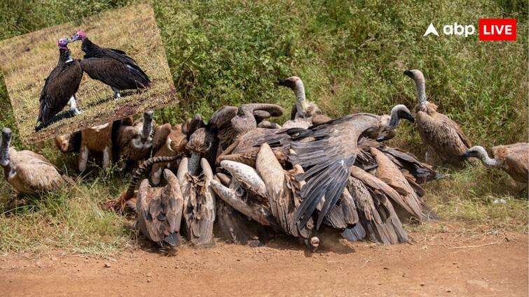 How medicine has wiped out the entire existence of vultures Know how this has happened सिर्फ एक दवा ने खत्म कर दिया गिद्धों का पूरा अस्तित्व, जानें इस तबाही की कहानी