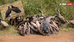 सिर्फ एक दवा ने खत्म कर दिया गिद्धों का पूरा अस्तित्व, जानें इस तबाही की कहानी