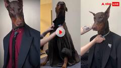 चीन का ये डॉबरमेन कुत्ता पहनता है महंगे सूट बूट और टाई, अंदाज किसी मॉडल से कम नहीं