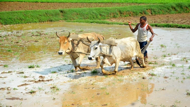 Gujarat government has taken a big decision to facilitate the sale process of agricultural land Gandhinagar: ખેતીની જમીનની વેંચાણ પ્રક્રિયાને સરળ બનાવવા ગુજરાત સરકારે લીધો મોટી નિર્ણય