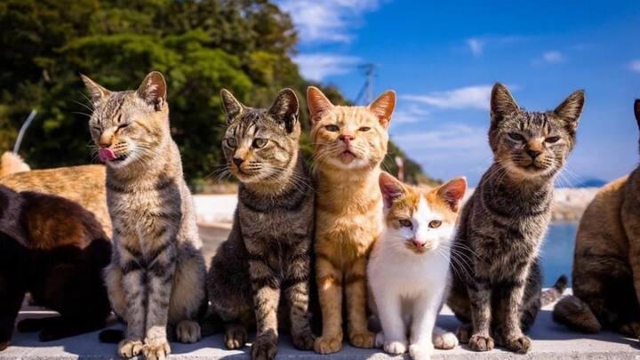 बता दें कि जापान के लोग भी डोनेशन से बिल्लियों के लिए भोजन की व्यवस्था में योगदान देते हैं. इसके अलावा बिल्लियों को समुद्र की मछलियों से भी भोजन मिलता है. इसके अलावा कुछ साल पहले से बिल्लियों की आबादी को काबू करने के लिए नसबंदी की जाती रही है. आसान भाषा में समझिए तो इस द्वीप पर बिल्लियों का राज है.